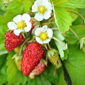 Alexandria, Strawberry Seeds